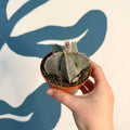 Astrophytum myriostigma - Bishop's Cap Cactus - Sprouts of Bristol