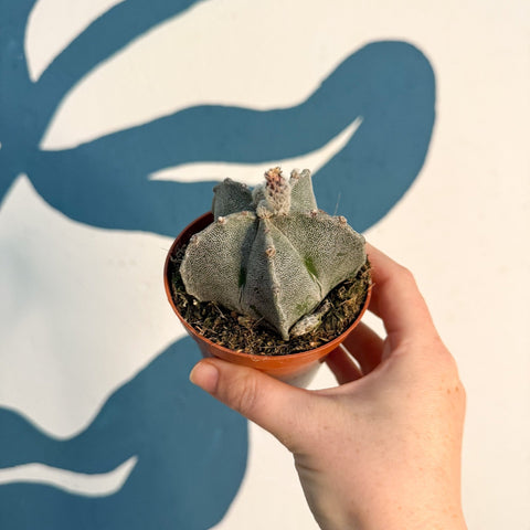 Astrophytum myriostigma - Bishop's Cap Cactus - Sprouts of Bristol