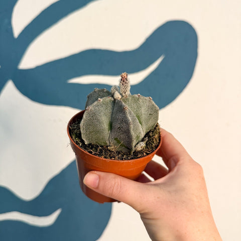 Astrophytum myriostigma - Bishop's Cap Cactus - Sprouts of Bristol