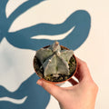 Astrophytum myriostigma - Bishop's Cap Cactus - Sprouts of Bristol