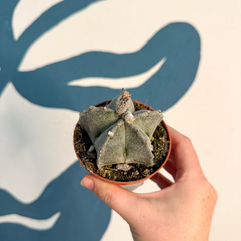 Astrophytum myriostigma - Bishop's Cap Cactus - Sprouts of Bristol