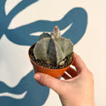 Astrophytum myriostigma - Bishop's Cap Cactus - Sprouts of Bristol