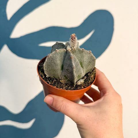 Astrophytum myriostigma - Bishop's Cap Cactus - Sprouts of Bristol