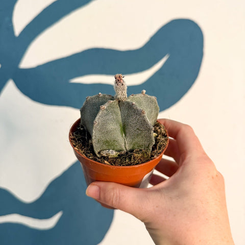 Astrophytum myriostigma - Bishop's Cap Cactus - Sprouts of Bristol