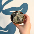 Astrophytum myriostigma - Bishop's Cap Cactus - Sprouts of Bristol