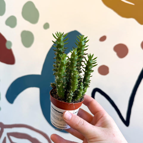 Austrocylindropuntia subulata – Eve's Needle Cactus - Sprouts of Bristol