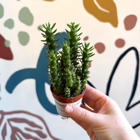 Austrocylindropuntia subulata – Eve's Needle Cactus - Sprouts of Bristol