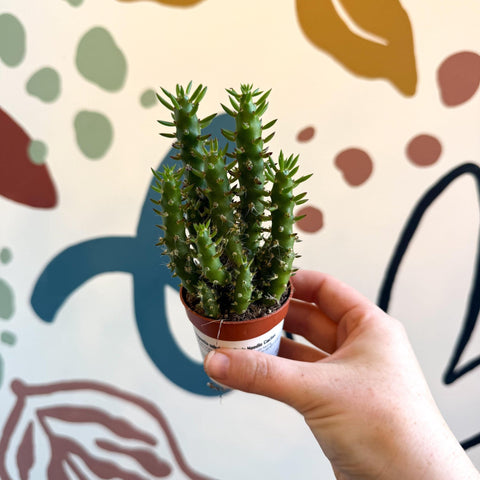 Austrocylindropuntia subulata – Eve's Needle Cactus - Sprouts of Bristol