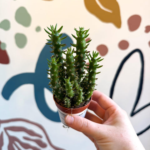 eve's needle succulent care Austrocylindropuntia subulata – Eve's Needle Cactus – Sprouts of Bristol
