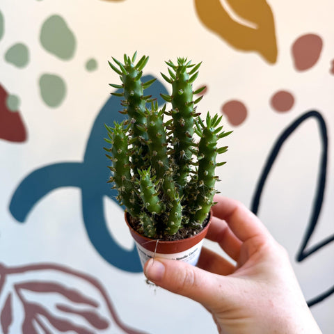 Austrocylindropuntia subulata – Eve's Needle Cactus - Sprouts of Bristol