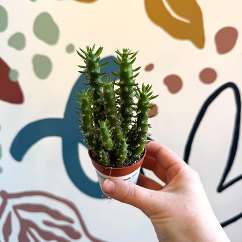 needle succulent plant Austrocylindropuntia subulata – Eve's Needle Cactus – Sprouts of Bristol