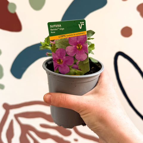 Bacopa 'Baristo® Giga Rose' - Sutera diffusus - British Grown - Sprouts of Bristol