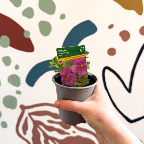 Bacopa 'Baristo® Giga Rose' - Sutera diffusus - British Grown - Sprouts of Bristol