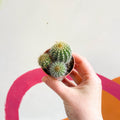 Balloon Cactus - Notocactus warasii - Sprouts of Bristol