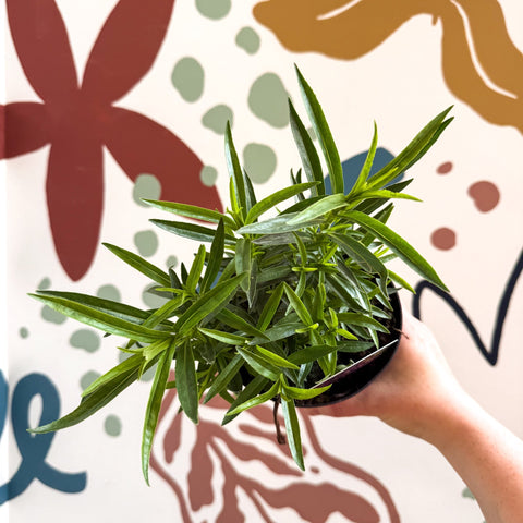 Beard Tongue - Penstemon 'Harlequin Violet' - British Grown Perennial - Sprouts of Bristol