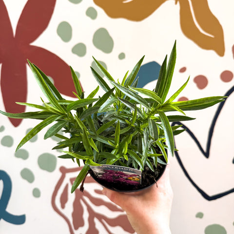 Beard Tongue - Penstemon 'Harlequin Violet' - British Grown Perennial - Sprouts of Bristol