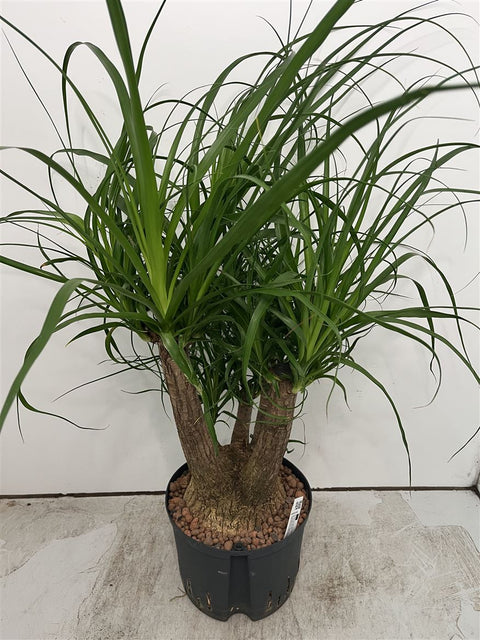 buy ponytail palm uk Beaucarnea recurvata