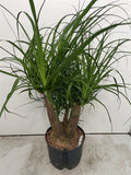 Beaucarnea recurvata - Ponytail Palm - Sprouts of Bristol