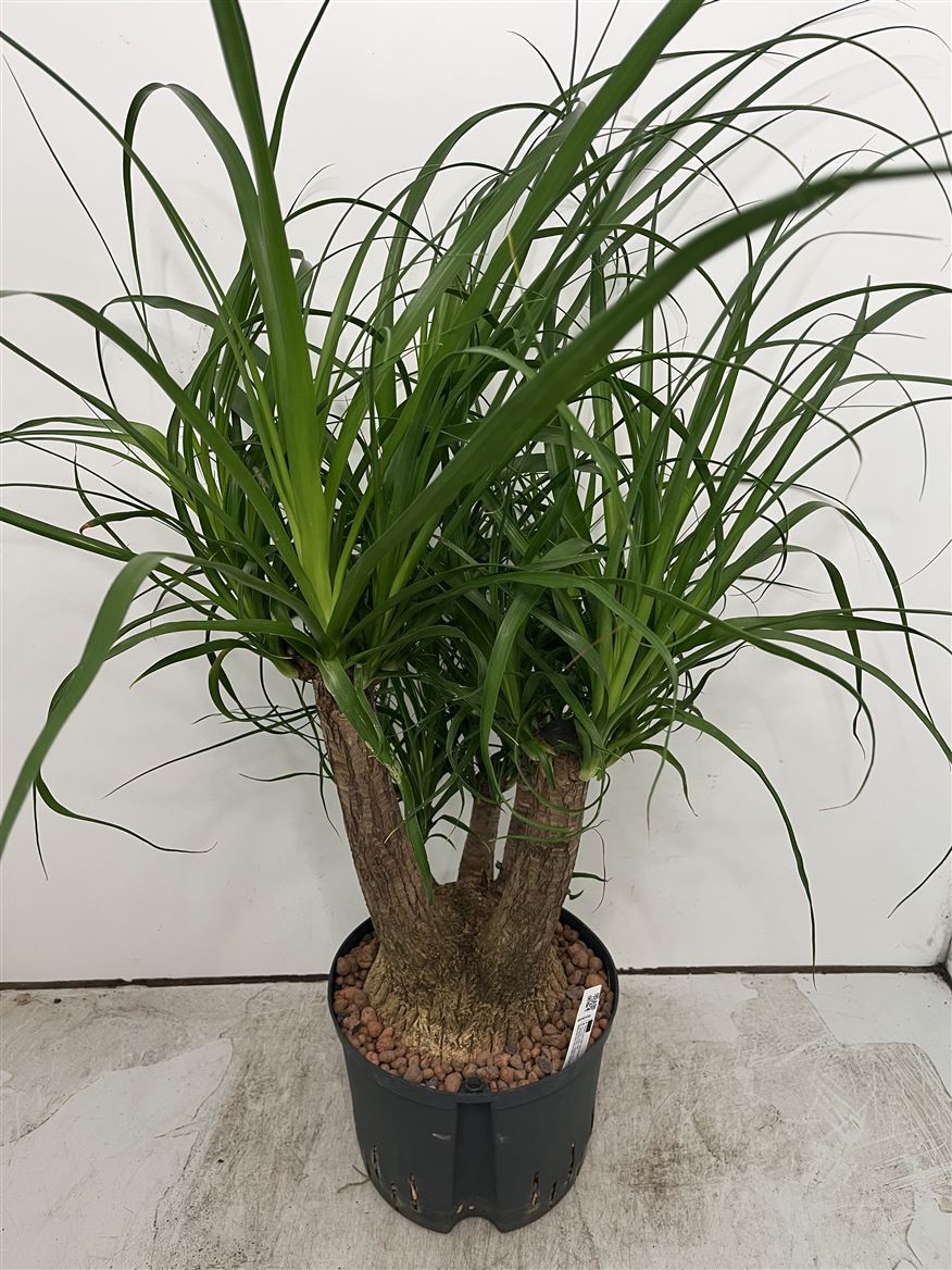 Beaucarnea recurvata
