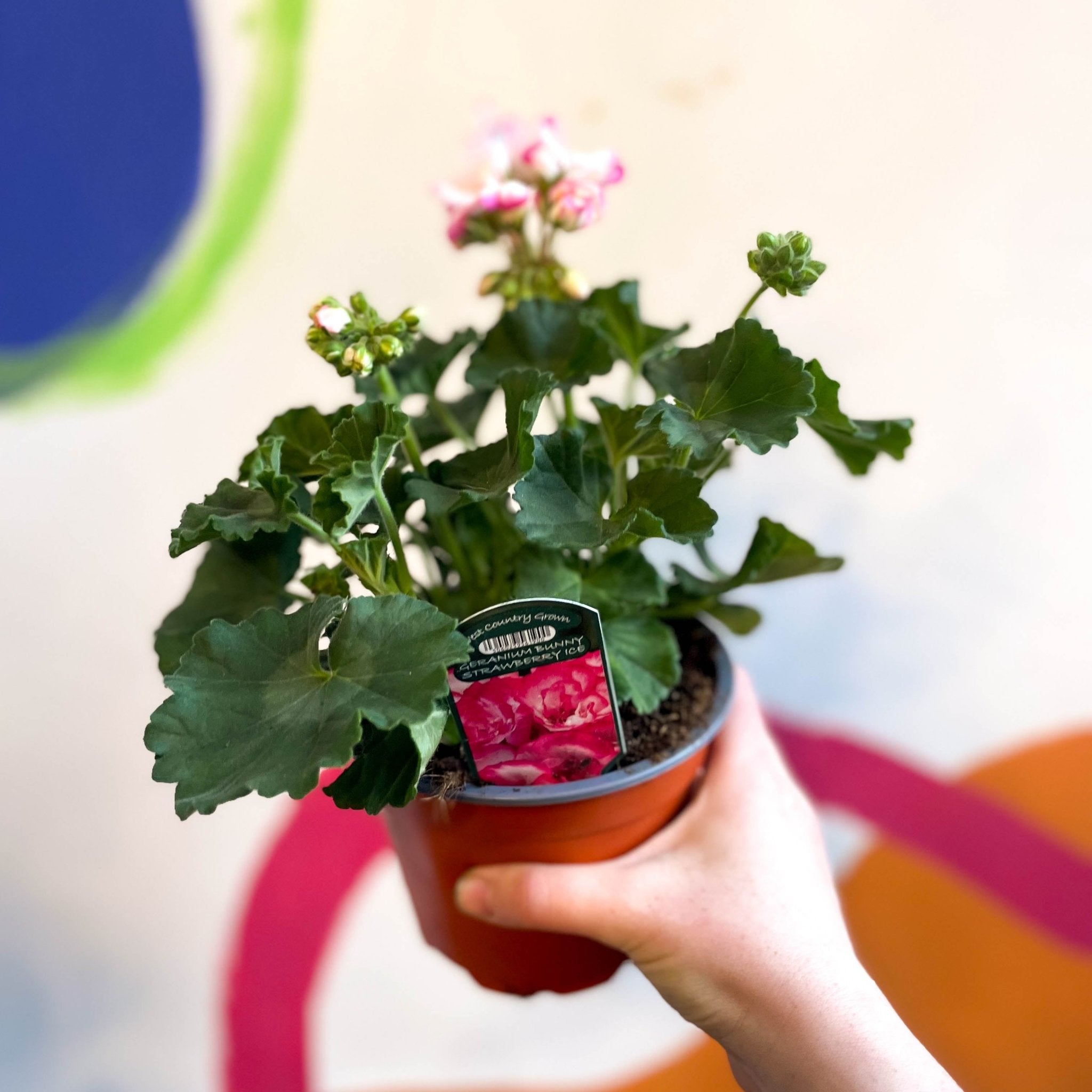 Bedding Geranium - Pelargonium interspecific ‘Bunny Strawberry Ice ...