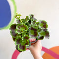 Bedding Geranium - Pelargonium interspecific ‘Smart Lenja Salmon’ - Sprouts of Bristol