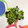 Bedding Geranium - Pelargonium interspecific ‘Smart Lenja Salmon’ - Sprouts of Bristol