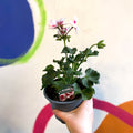 Bedding Geranium - Pelargonium interspecific ‘Tango White Splash’ - Sprouts of Bristol