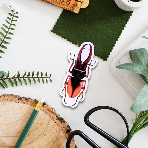 Beetle Amazon Wildlife Vinyl Sticker [Beneath the Canopy RHS Collab] - Sprouts of Bristol