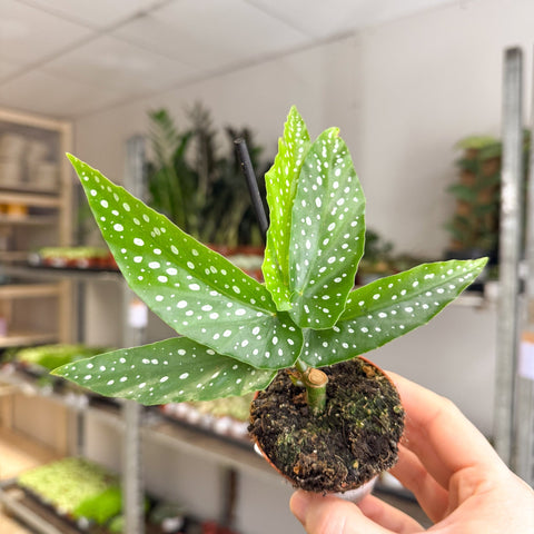 Begonia albopicta – Angel Wing Begonia - Sprouts of Bristol