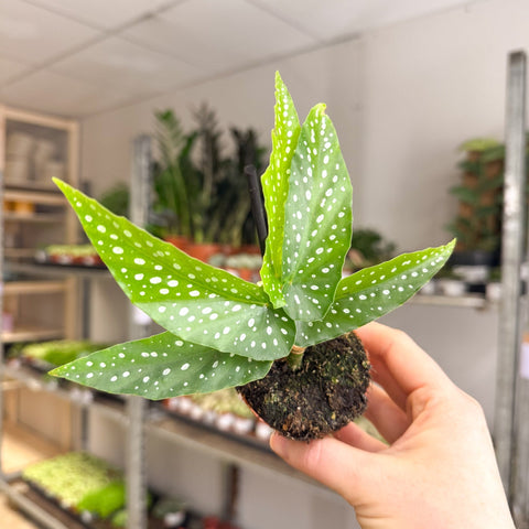 Begonia albopicta – Angel Wing Begonia - Sprouts of Bristol