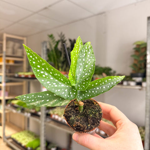 Begonia albopicta – Angel Wing Begonia - Sprouts of Bristol