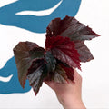 Begonia ‘Black Bat’ - Sprouts of Bristol
