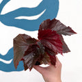 Begonia ‘Black Bat’ - Sprouts of Bristol