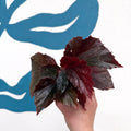 Begonia ‘Black Bat’ - Sprouts of Bristol