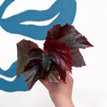 Begonia ‘Black Bat’ - Sprouts of Bristol