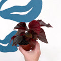 Begonia ‘Black Bat’ - Sprouts of Bristol