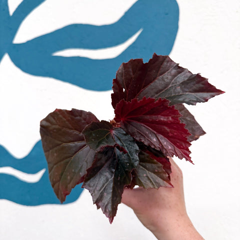 Begonia ‘Black Bat’ - Sprouts of Bristol