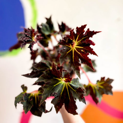 Begonia 'Black Fang' - Welsh Grown - Sprouts of Bristol