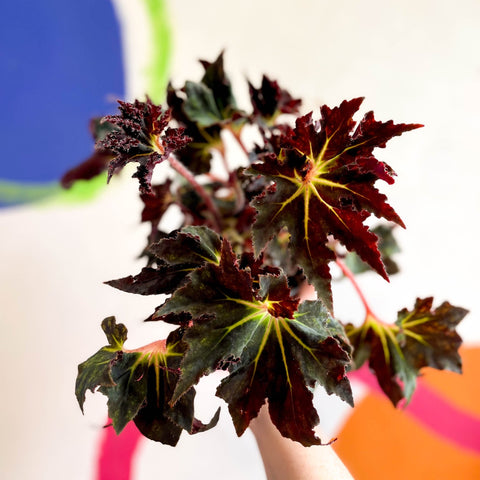 Begonia 'Black Fang' - Welsh Grown - Sprouts of Bristol