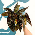 Begonia ‘Black Forest’ – Rex Begonia - Sprouts of Bristol