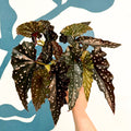 Begonia ‘Black Forest’ – Rex Begonia - Sprouts of Bristol