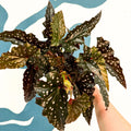 Begonia ‘Black Forest’ – Rex Begonia - Sprouts of Bristol