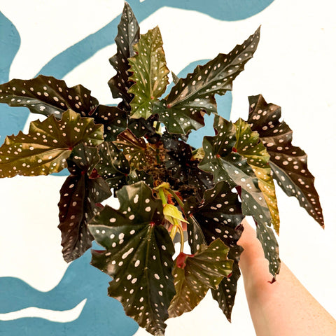 Begonia ‘Black Forest’ – Rex Begonia - Sprouts of Bristol