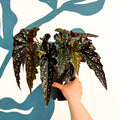 Begonia ‘Black Forest’ – Rex Begonia - Sprouts of Bristol