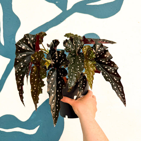 Begonia ‘Black Forest’ – Rex Begonia - Sprouts of Bristol