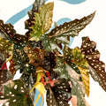 Begonia ‘Black Forest’ – Rex Begonia - Sprouts of Bristol