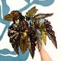 Begonia ‘Black Forest’ – Rex Begonia - Sprouts of Bristol