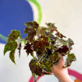 Begonia 'Burgundy Velvet' - Welsh Grown - Sprouts of Bristol