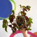 Begonia 'Burgundy Velvet' - Welsh Grown - Sprouts of Bristol