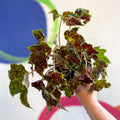 Begonia 'Burgundy Velvet' - Welsh Grown - Sprouts of Bristol